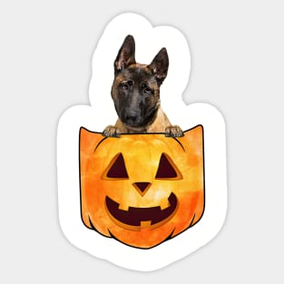 Malinois Dog In Pumpkin Pocket Halloween Sticker